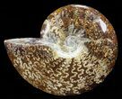 Polished, Agatized Ammonite (Cleoniceras) - Madagascar #60755-1